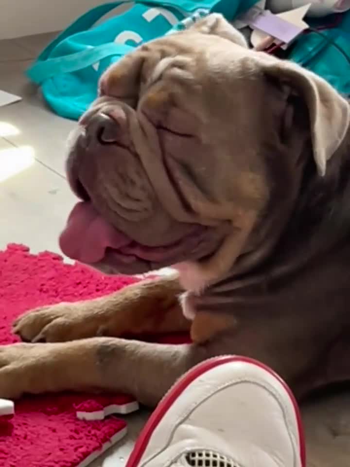 American Bulldog dogs for sale: American bulldog in Northampton - Video 1