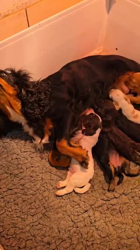 Cockapoo dogs for sale: Classic Cockapoo Puppies Homebred Council Licenced - Video 1