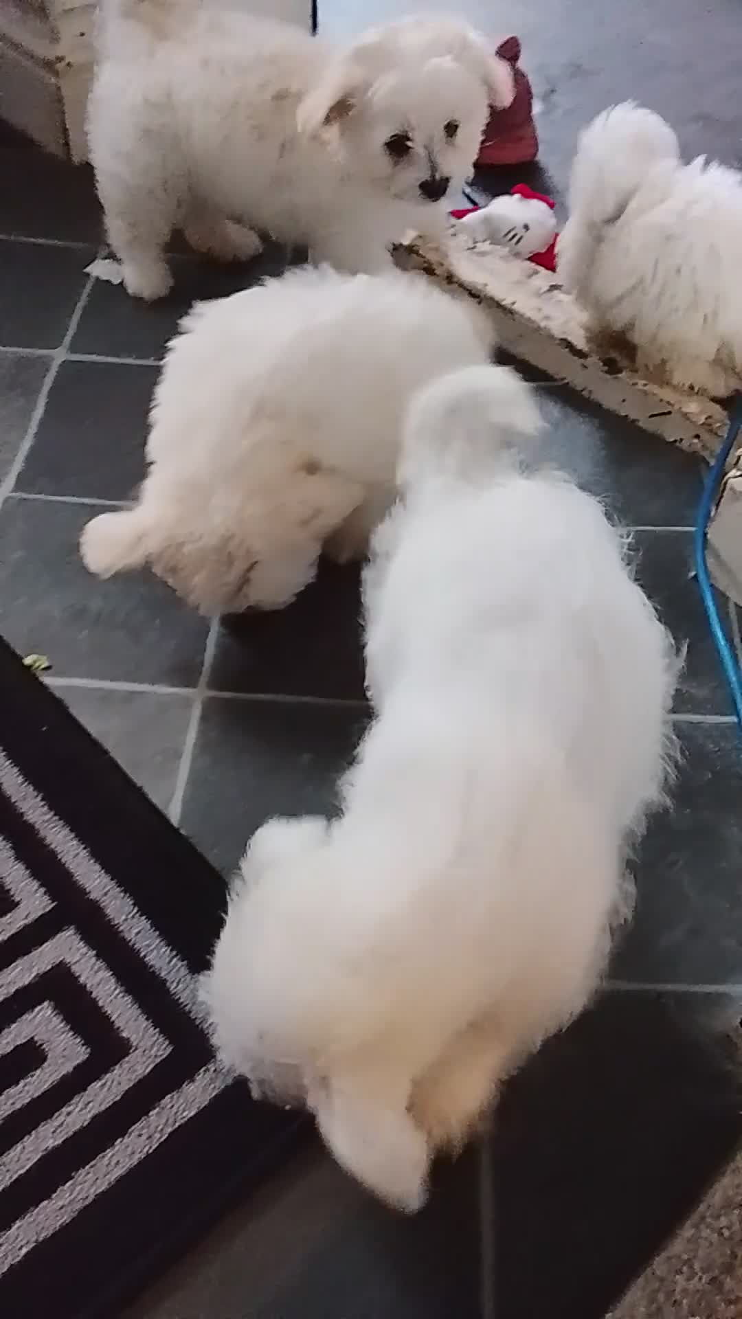 Bichon Frise dogs for sale: 2 Male and 2 female - Video 2