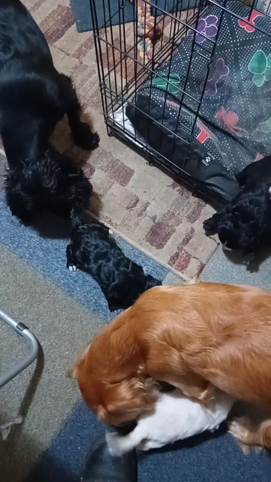 Cockapoo dogs for sale: Cocker × Cockapoo  - Video 2