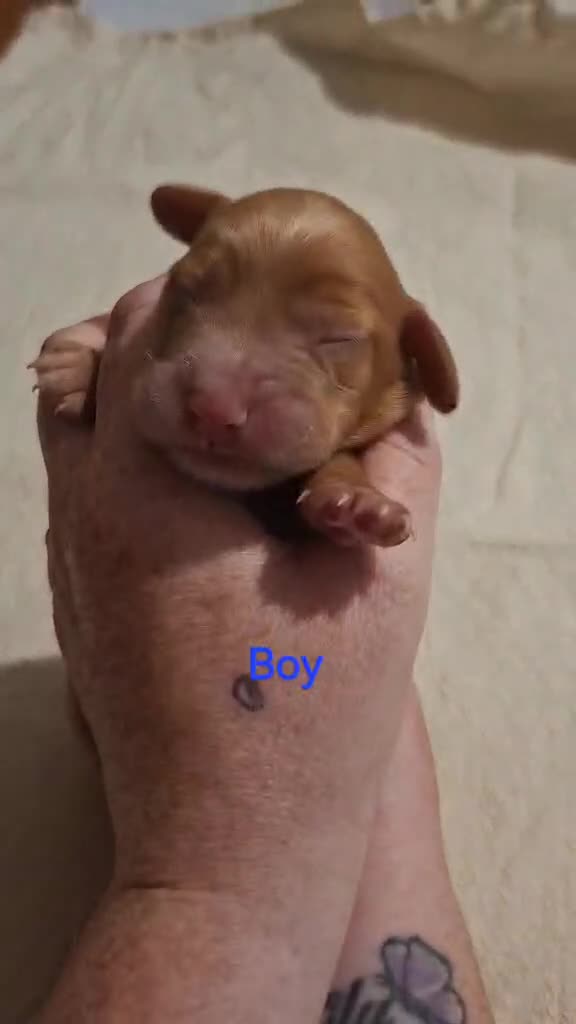 Cocker Spaniel dogs for sale: Working Cocker Spaniel Puppies - Video 3