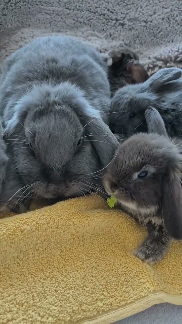 Mini Lop rabbits for sale:  Mini Lop  Only 1 boy  are left. - Video 2