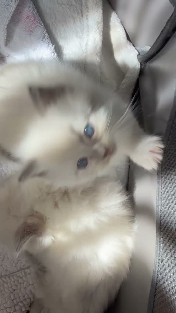 Ragdoll cats for sale: Beautiful Ragdoll💙3 Blue Bi-Colour & 2 Blue Point - Video 1