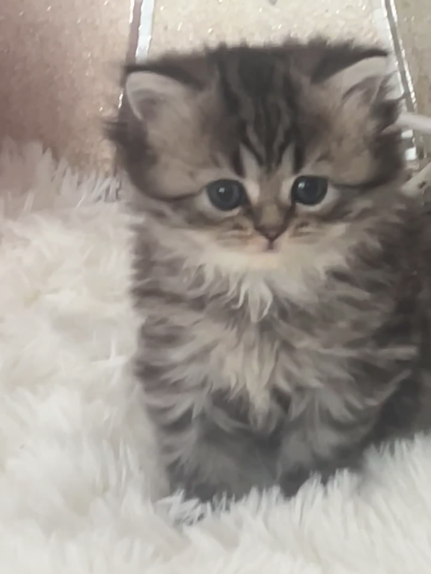 Persian cats for sale: Beautiful Persian boy - Video 1