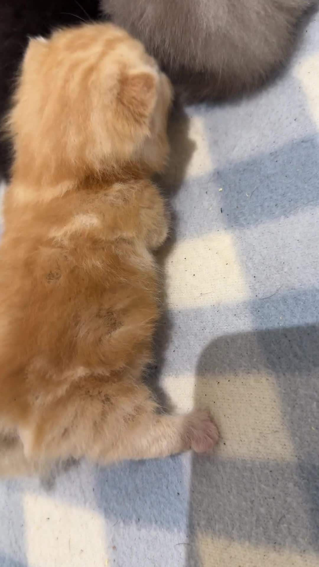 Munchkin cats for sale: beautiful short legged munchkins - Video 2