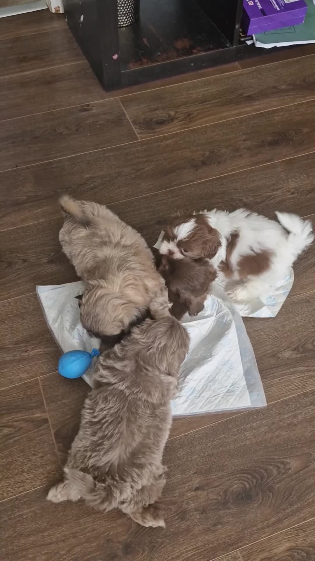 Shih Tzu dogs for sale: Cute Imperial Shih tzu puppies for sale - Video 1