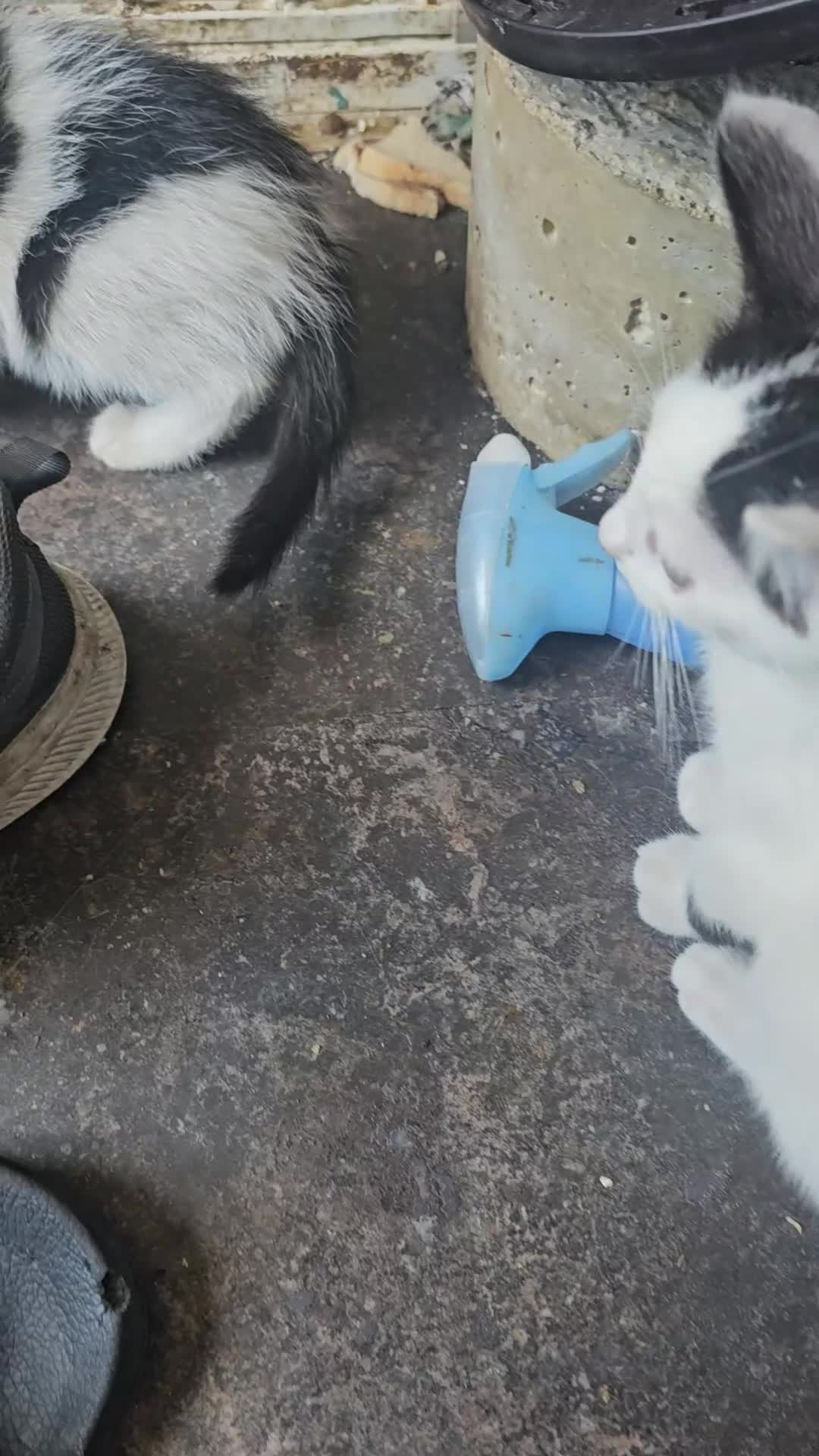 Domestic Shorthair cats for sale: 2 Black and White male kittens  - Video 2