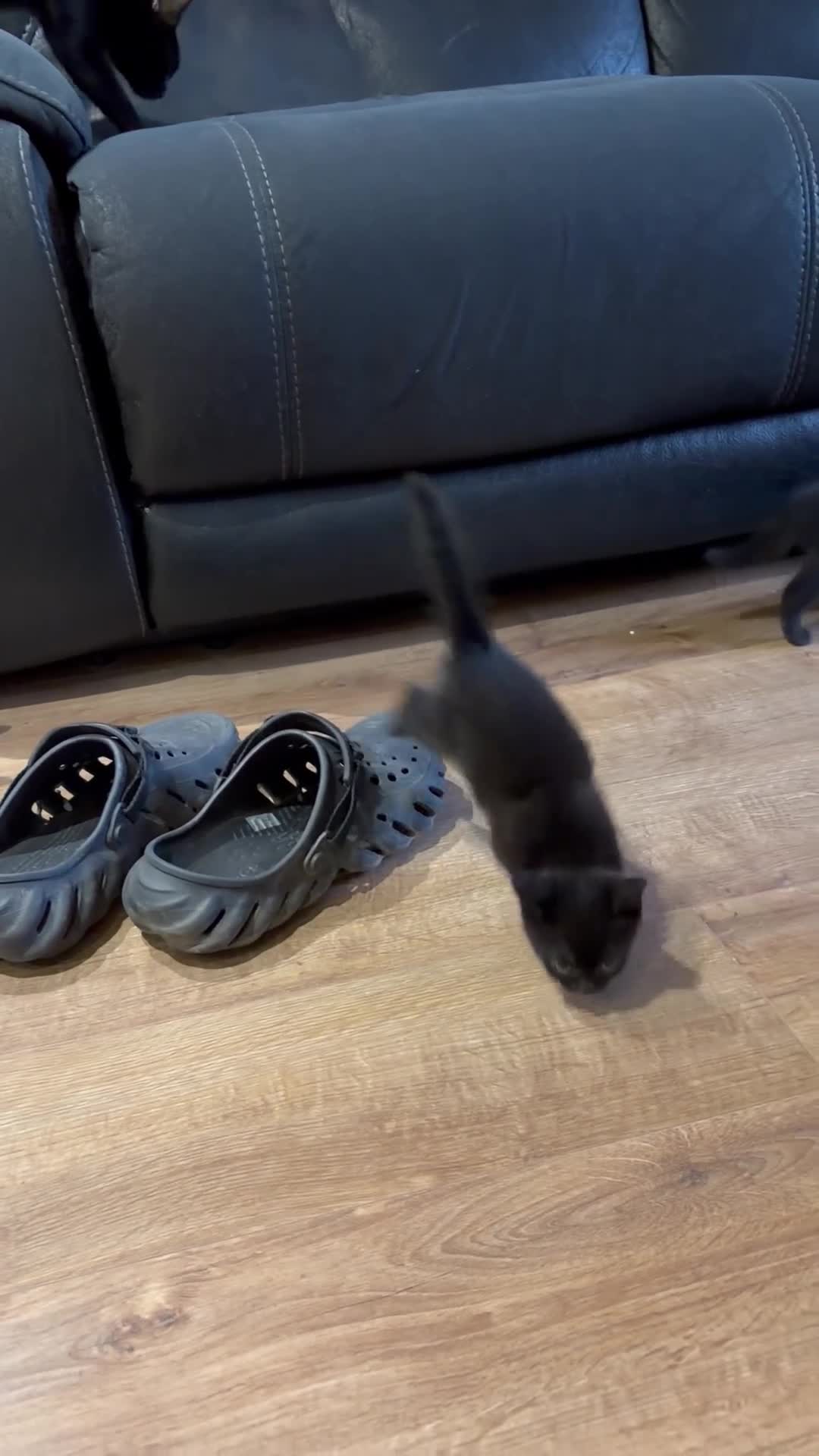 British Shorthair cats for sale: British shorthair kittens  - Video 4