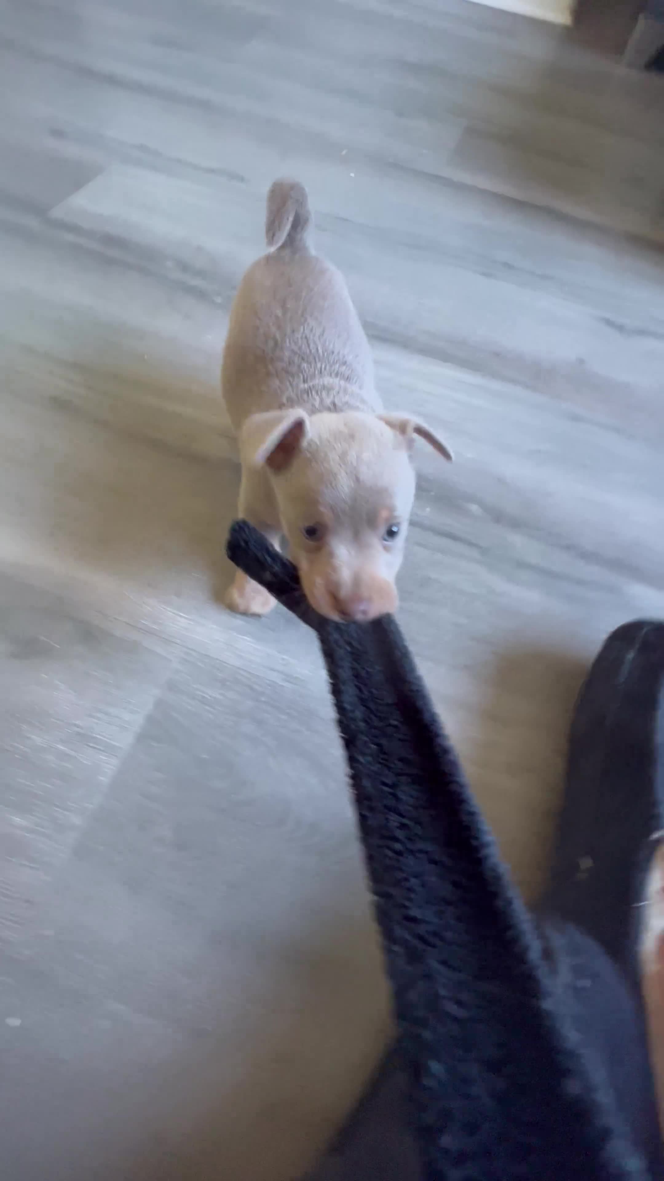 Jack Russell dogs for sale: Stunning lilac and tan jack Russell puppies  - Video 4