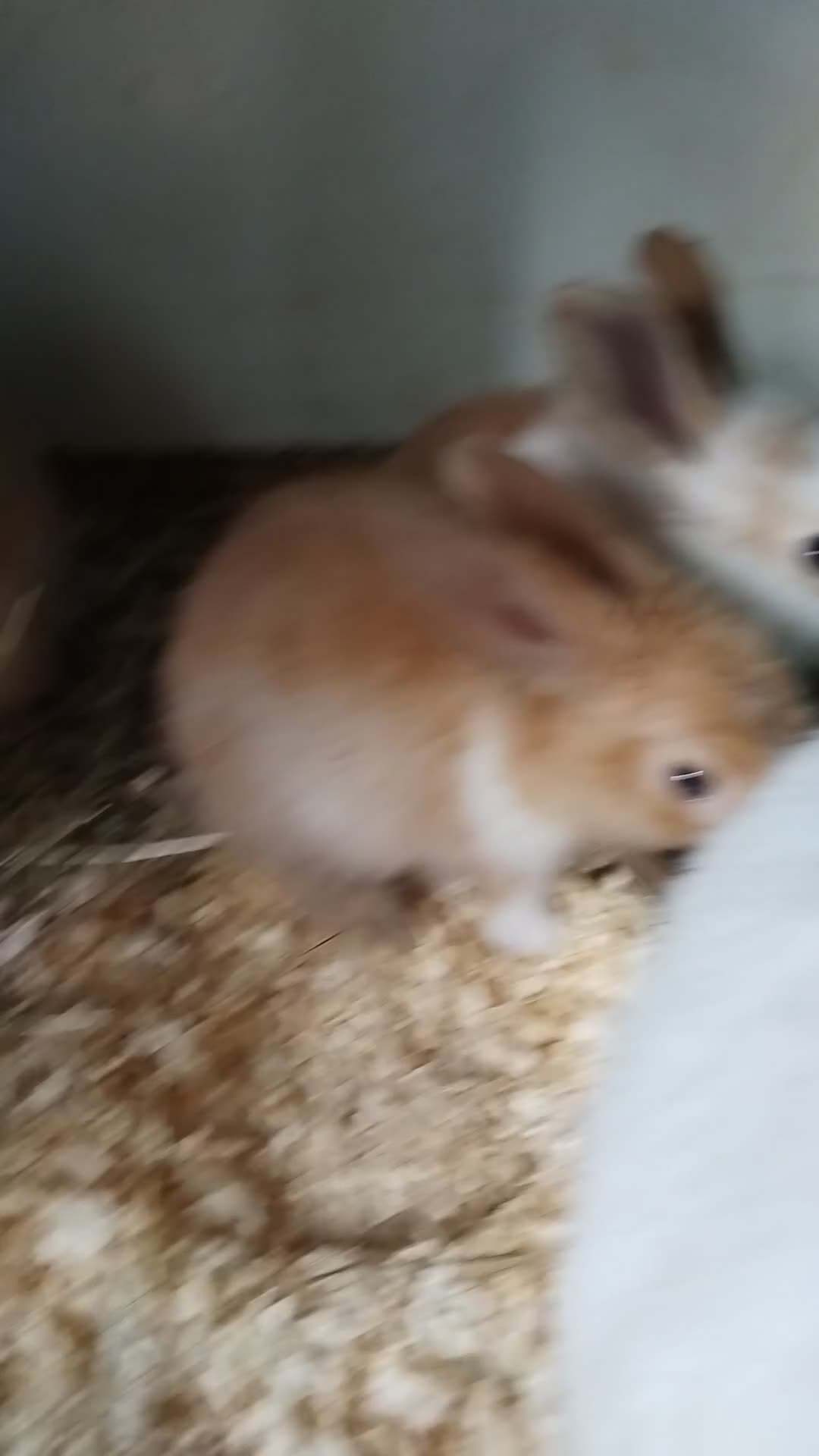 Mini Lop rabbits for sale: Baby lops  - Video 1