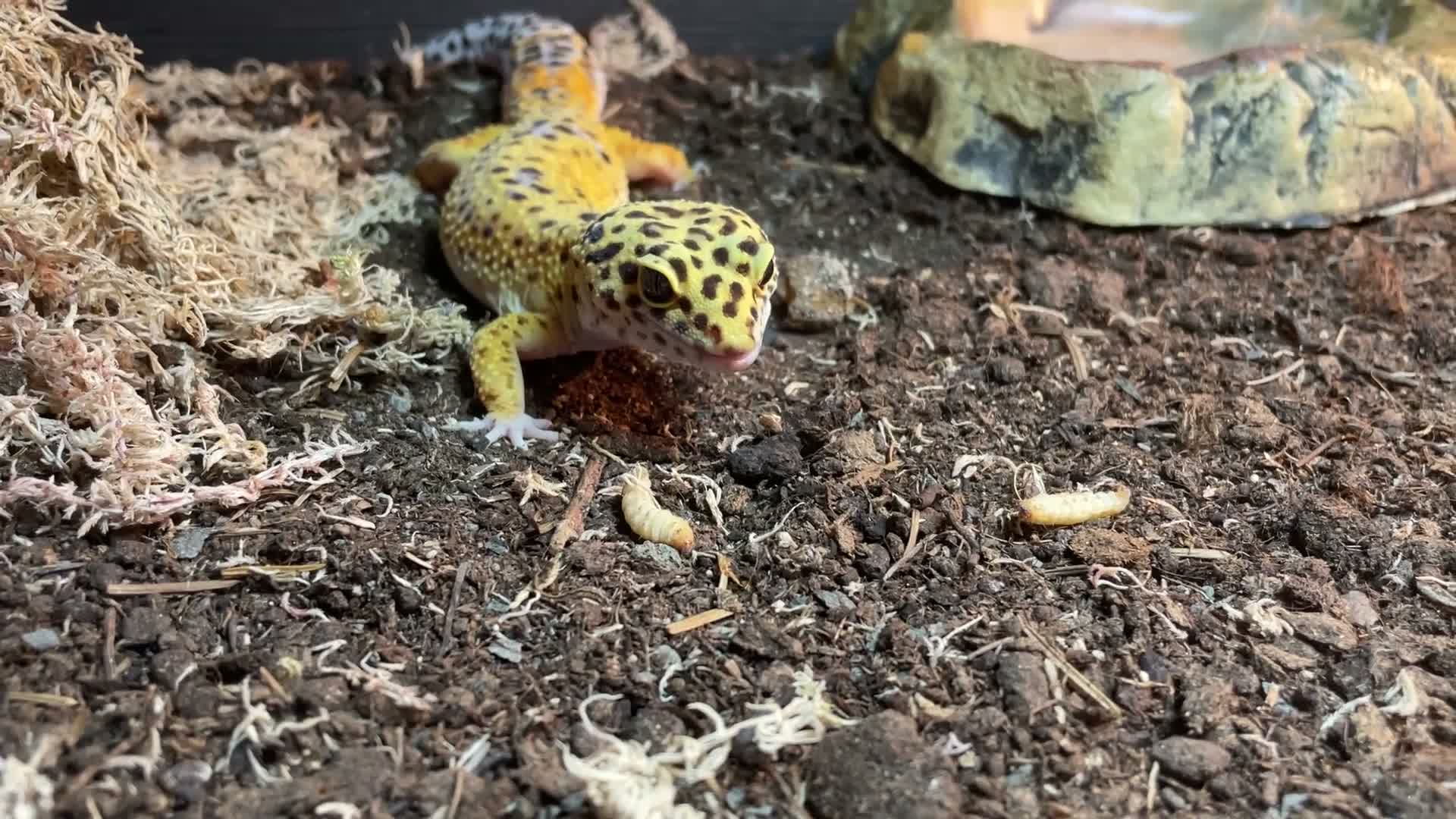 Leopard Gecko reptiles for sale: Leopard Gecko with Complete Vivarium & Accessories - Video 3