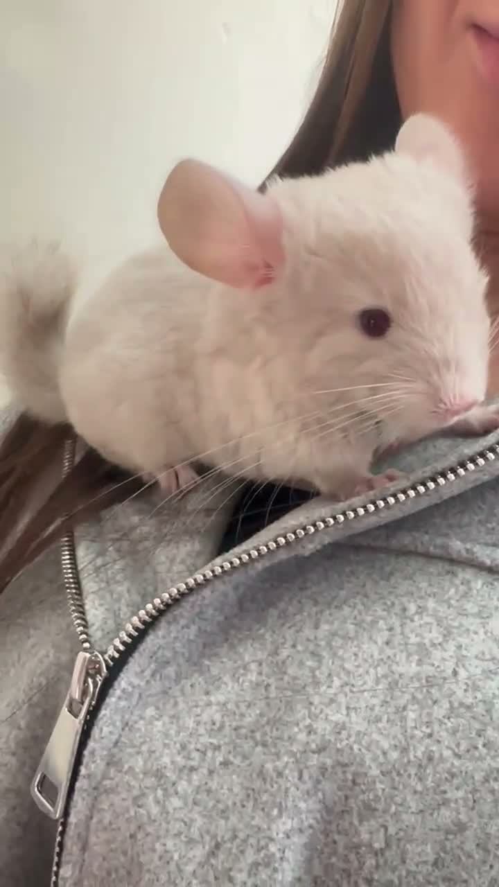 Chinchilla rodents for sale: Champagne Beige Baby Chinchilla (Male) - Video 1
