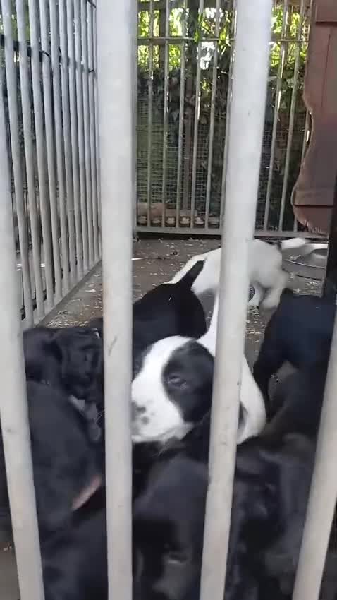 Cocker Spaniel dogs for sale: Exceptional Working Cocker Spaniel Puppies in Ashbourne - Video 1