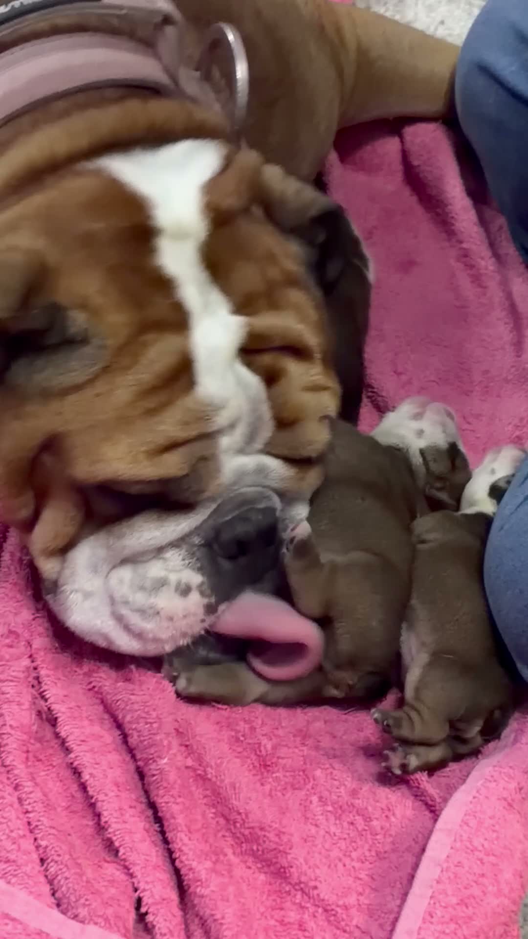 English Bulldog dogs for sale: Beautiful Litter - Health Tested Parents-13 Champs - Video 2