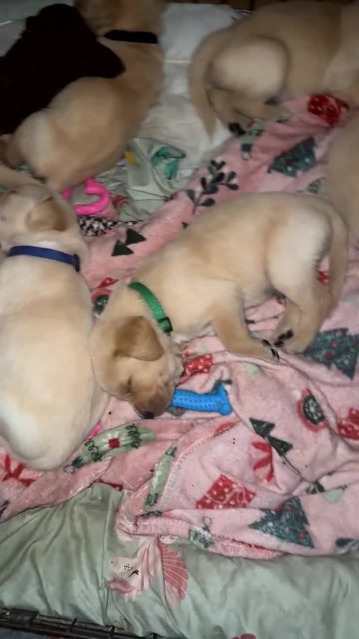 Goldador dogs for sale: Beautiful goldador puppies 3 boys available - Video 1