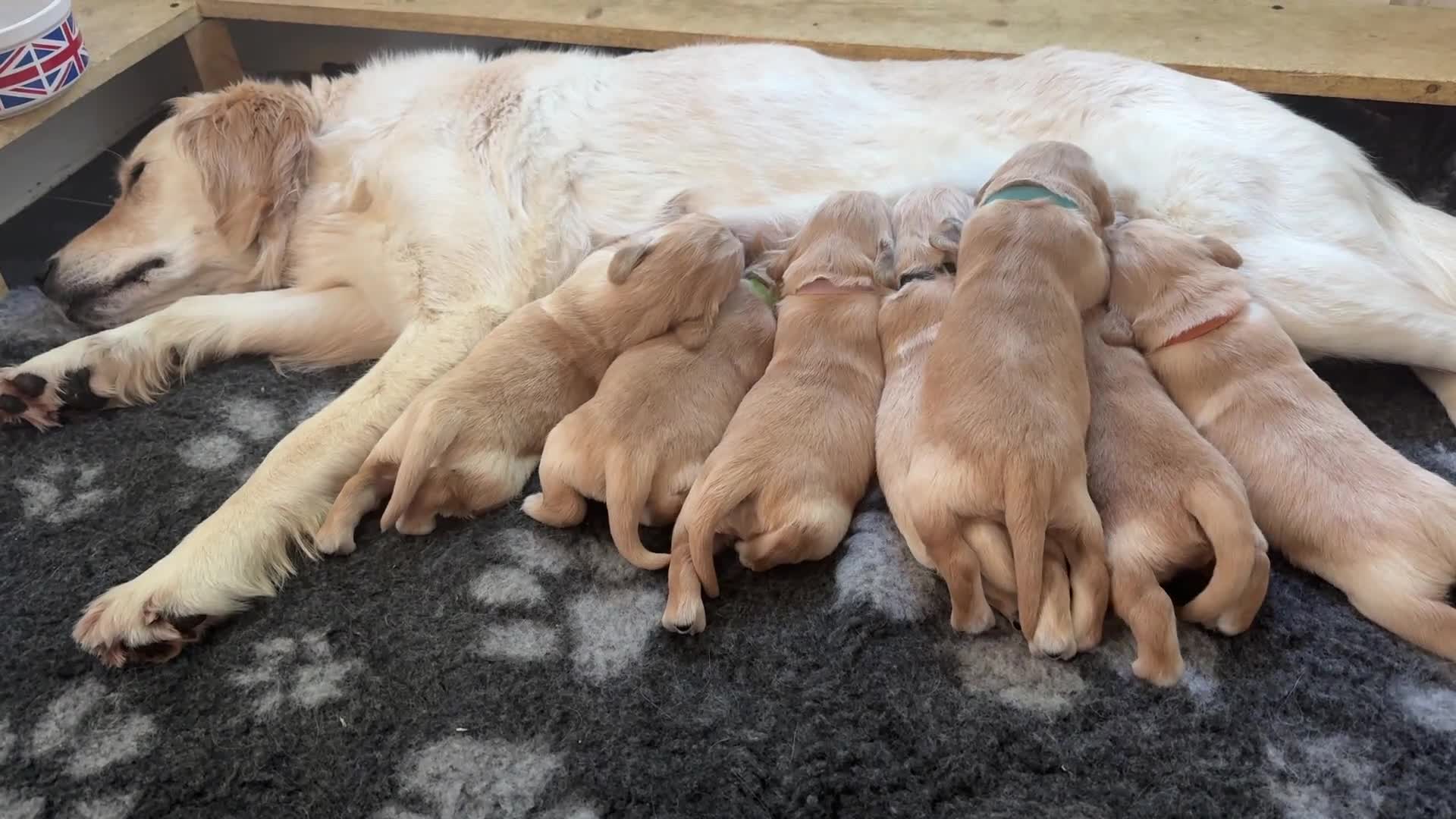 Golden Retriever dogs for sale: KC Golden Retriever Puppies ready in 10 days  - Video 5