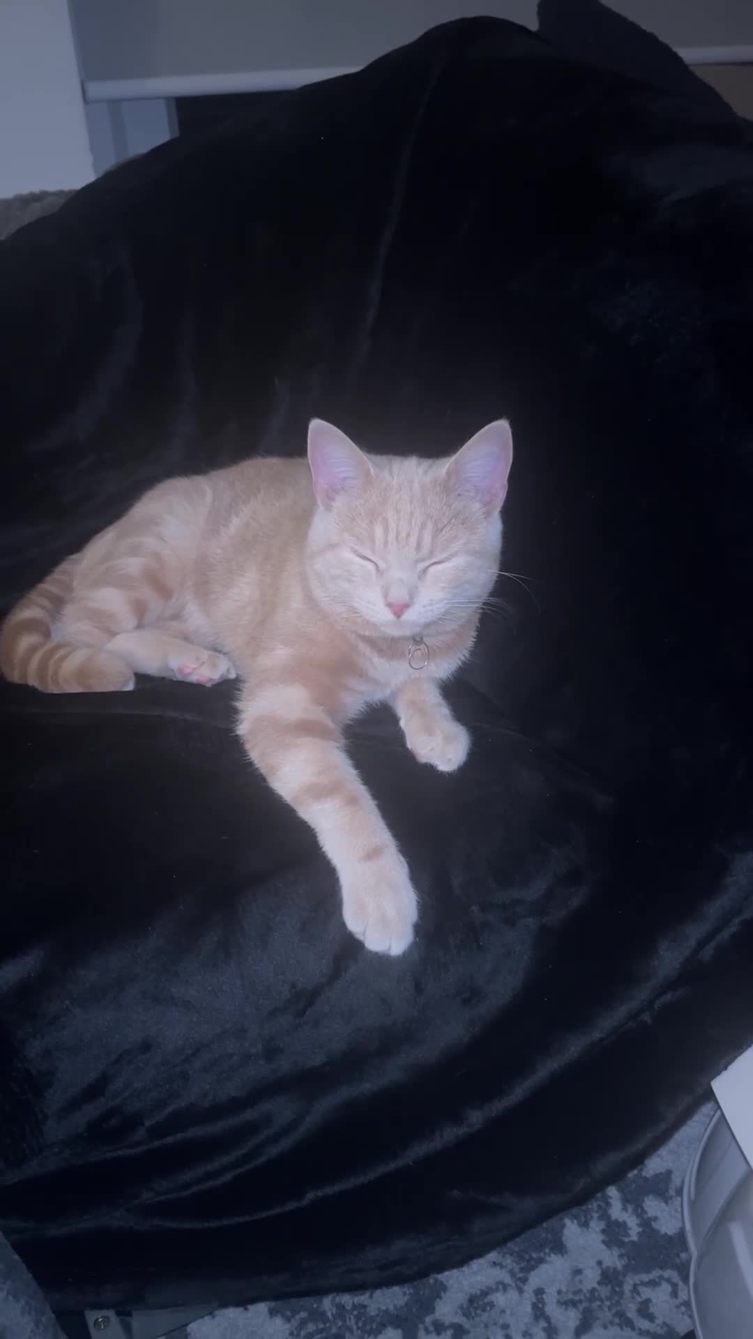 British Shorthair cats for sale: FULL CREAM BRITISH SHORT HAIR - Video 1