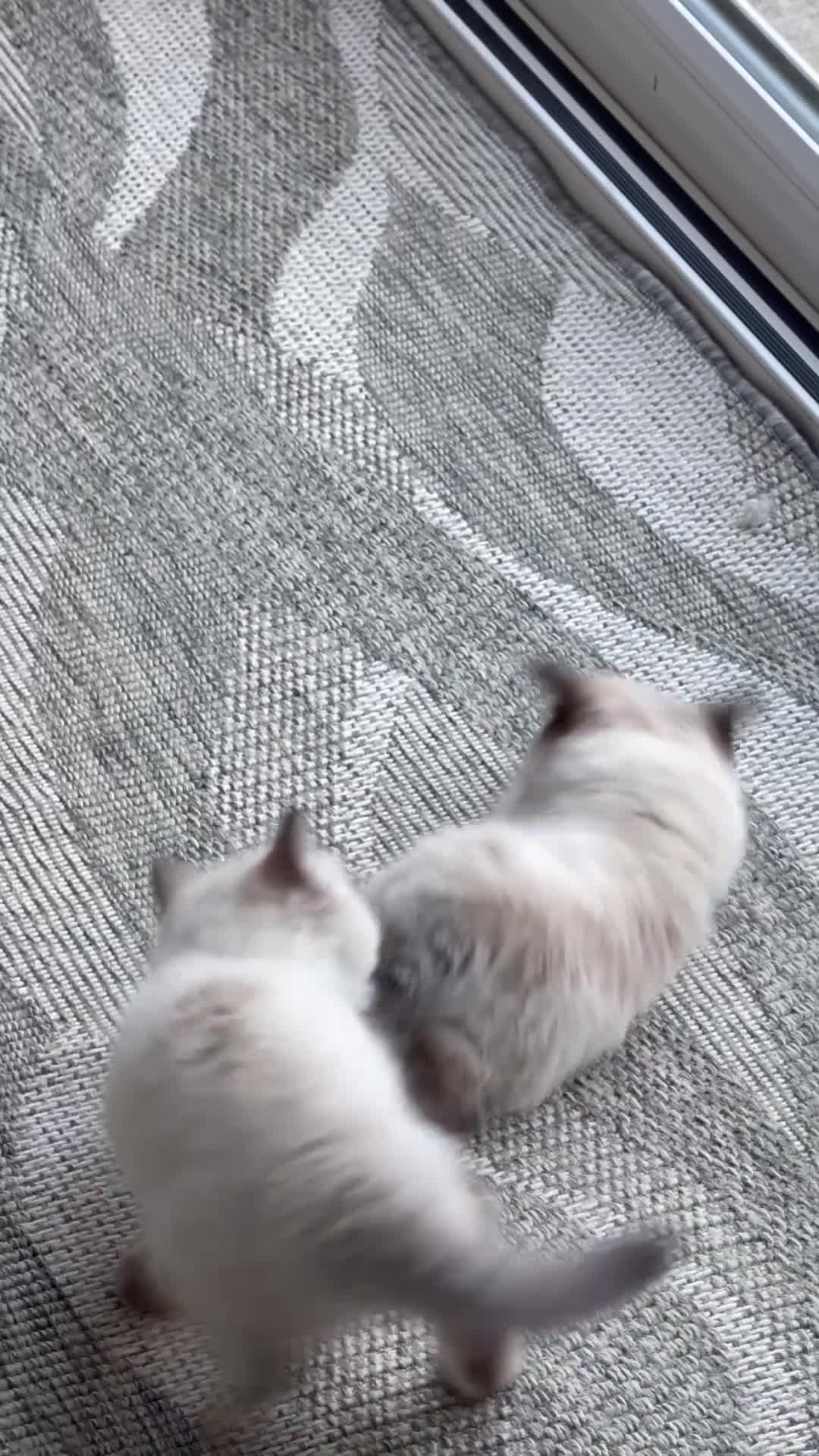 Ragdoll cats for sale: Ragdoll  in Peterborough - Video 2