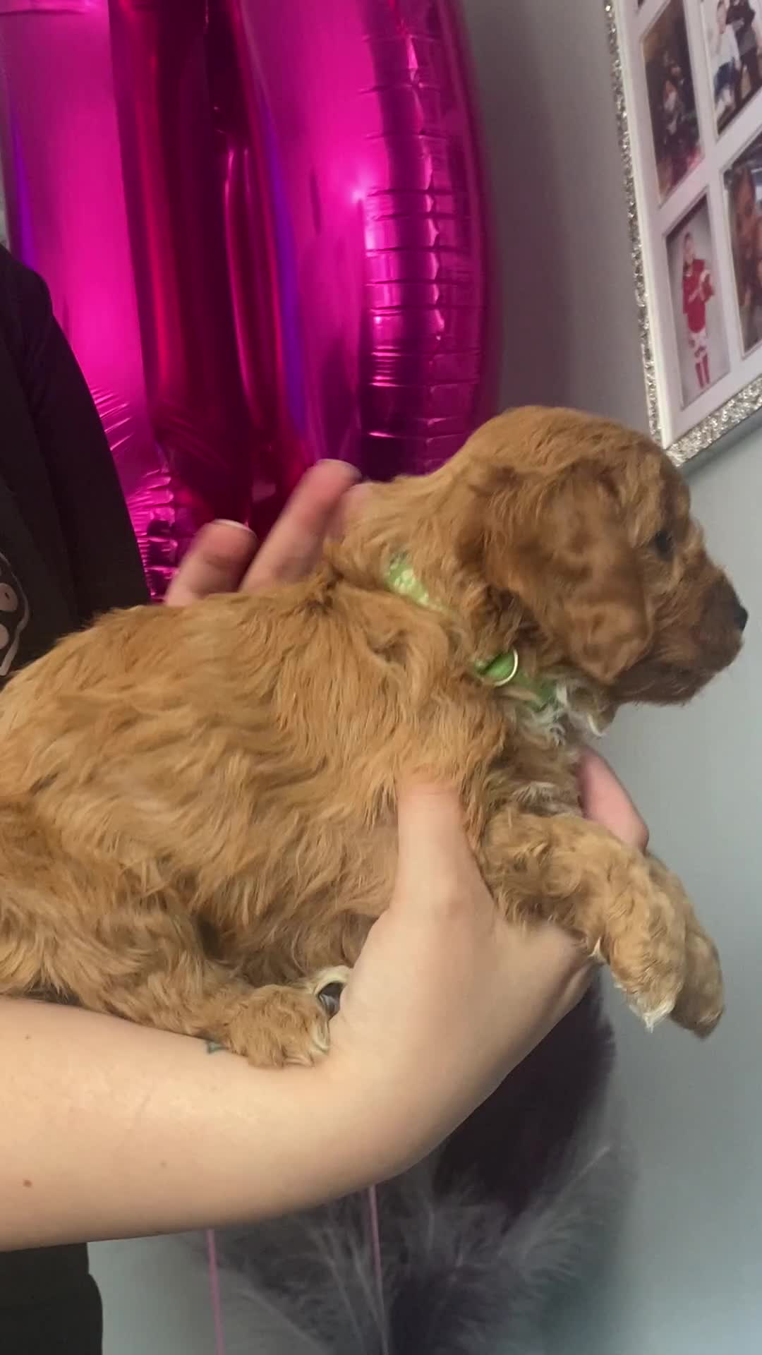 Cavapoo dogs for sale: **Beautiful Cavapoo pups** - Video 5
