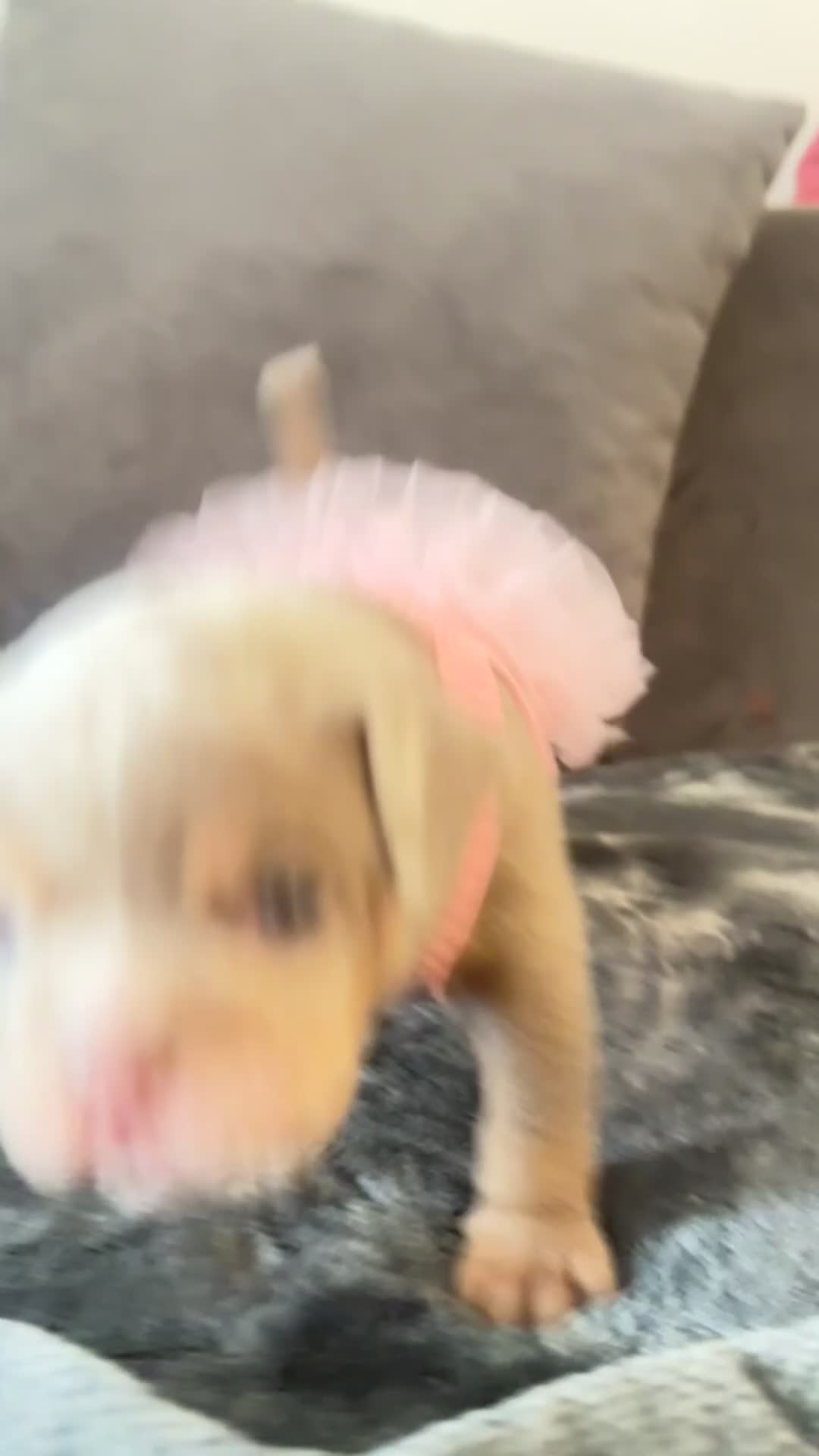 American Bully dogs for sale: Micro bully babies 🐶🩷💙 - Video 3