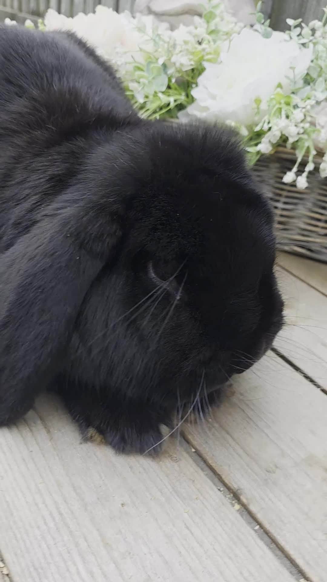 French Lop rabbits for sale: Sable french lop buck - Video 1