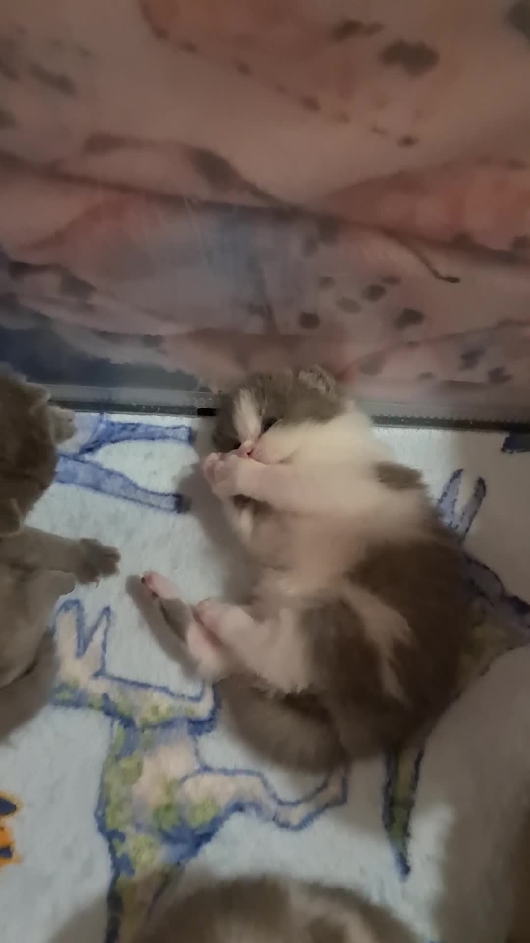 British Shorthair cats for sale: British ShortHair kittens GCCF  - Video 2