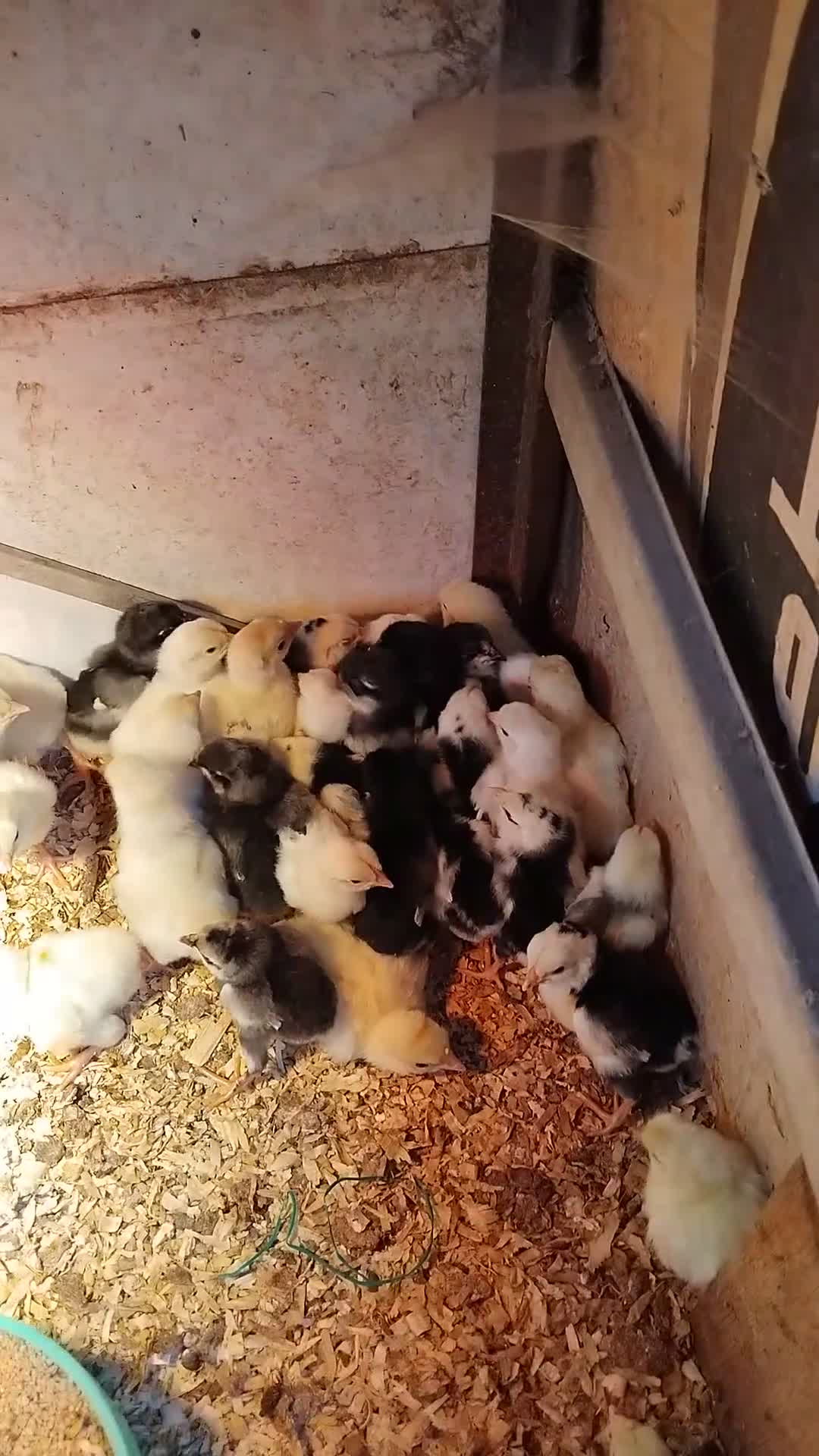 Chickens poultry for sale: Chicks  - Video 1