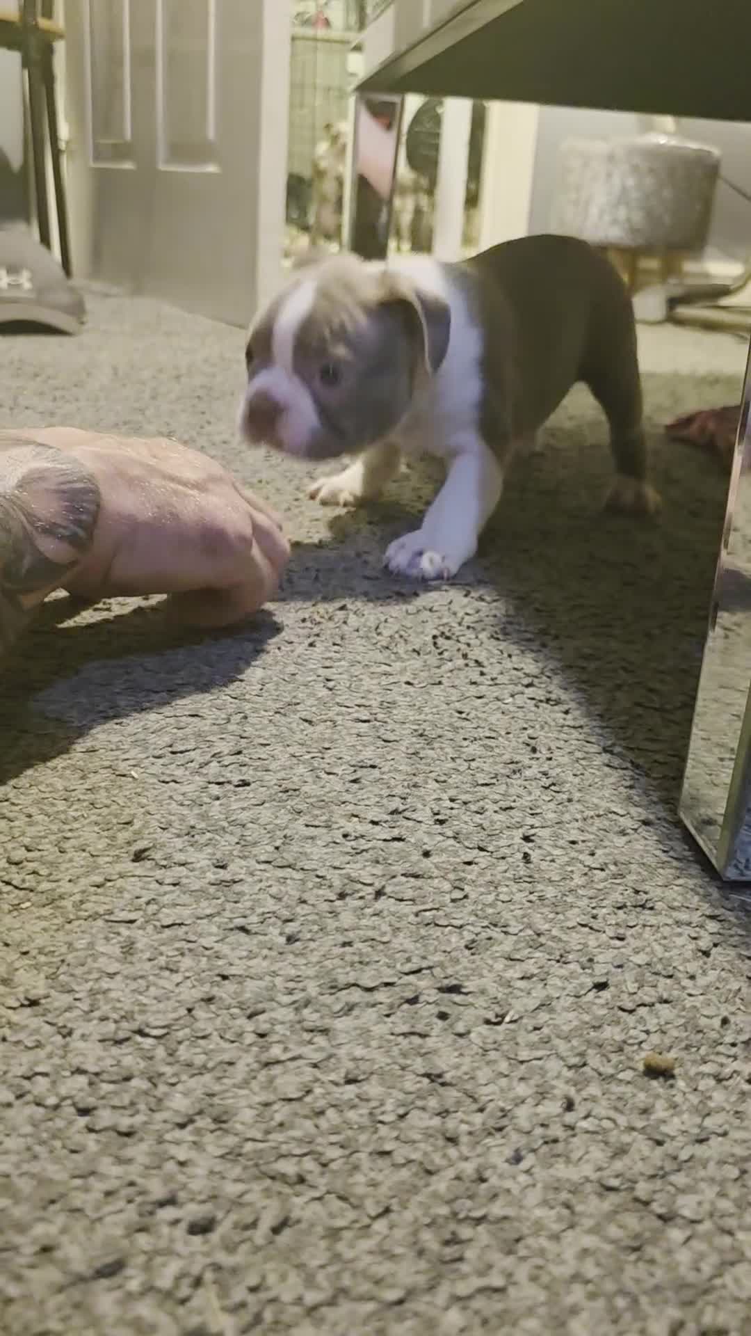 Boston Terrier dogs for sale: 🌸 Blossom's Beautiful Bostons 🌸  - Video 1