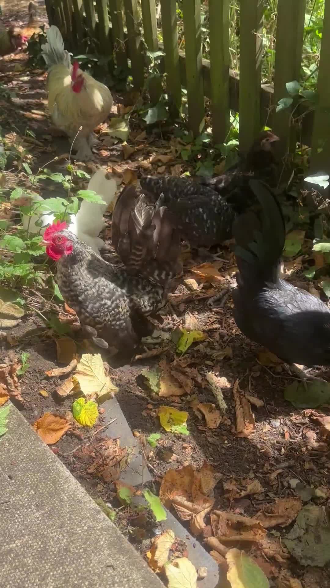 Chickens poultry for sale: Serama hen and cockerel  - Video 1