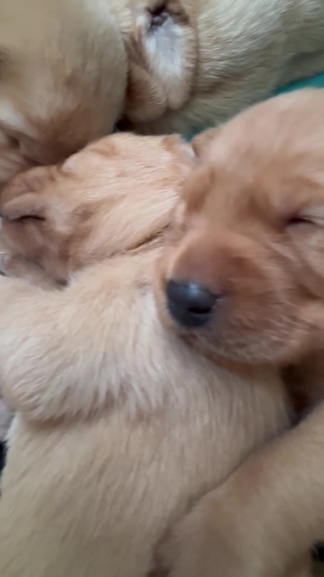 Labrador Retriever dogs for sale: Labrador retriever puppies for sale  - Video 1