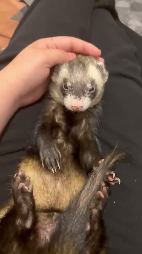 Ferret rodents for sale: Two Friendly Male Ferrets with Cage & Toys - Video 1