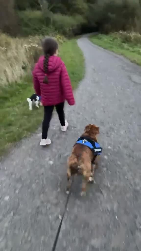 English Bulldog dogs for sale: 🇬🇧STUNNING KC ENGLISH BULLDOG SEEKS 5* HOME🇬🇧 - Video 1