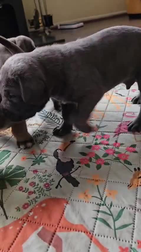 Mixed Breed dogs for sale: Cane Corso x Performance Mastiff  - Video 2