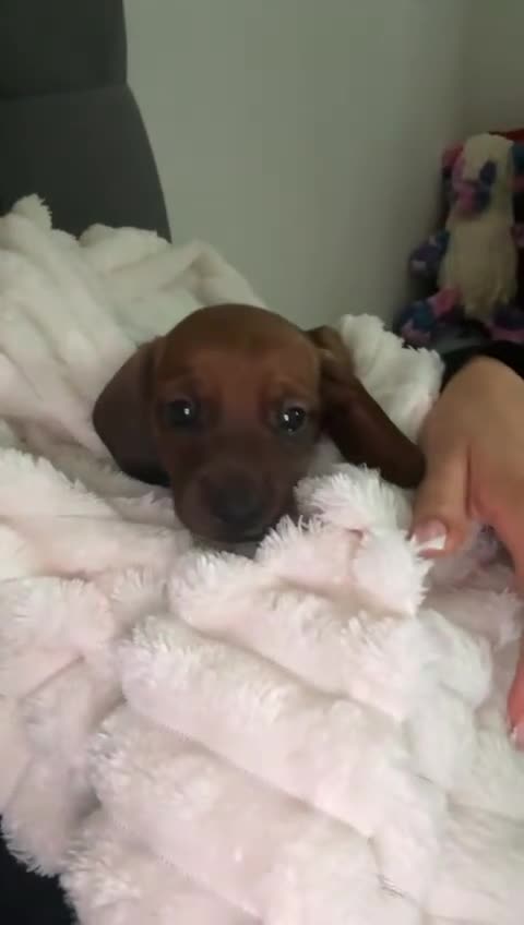 Dachshund dogs for sale: 2 Adorable Clever Little Boys. in Edinburgh - Video 1
