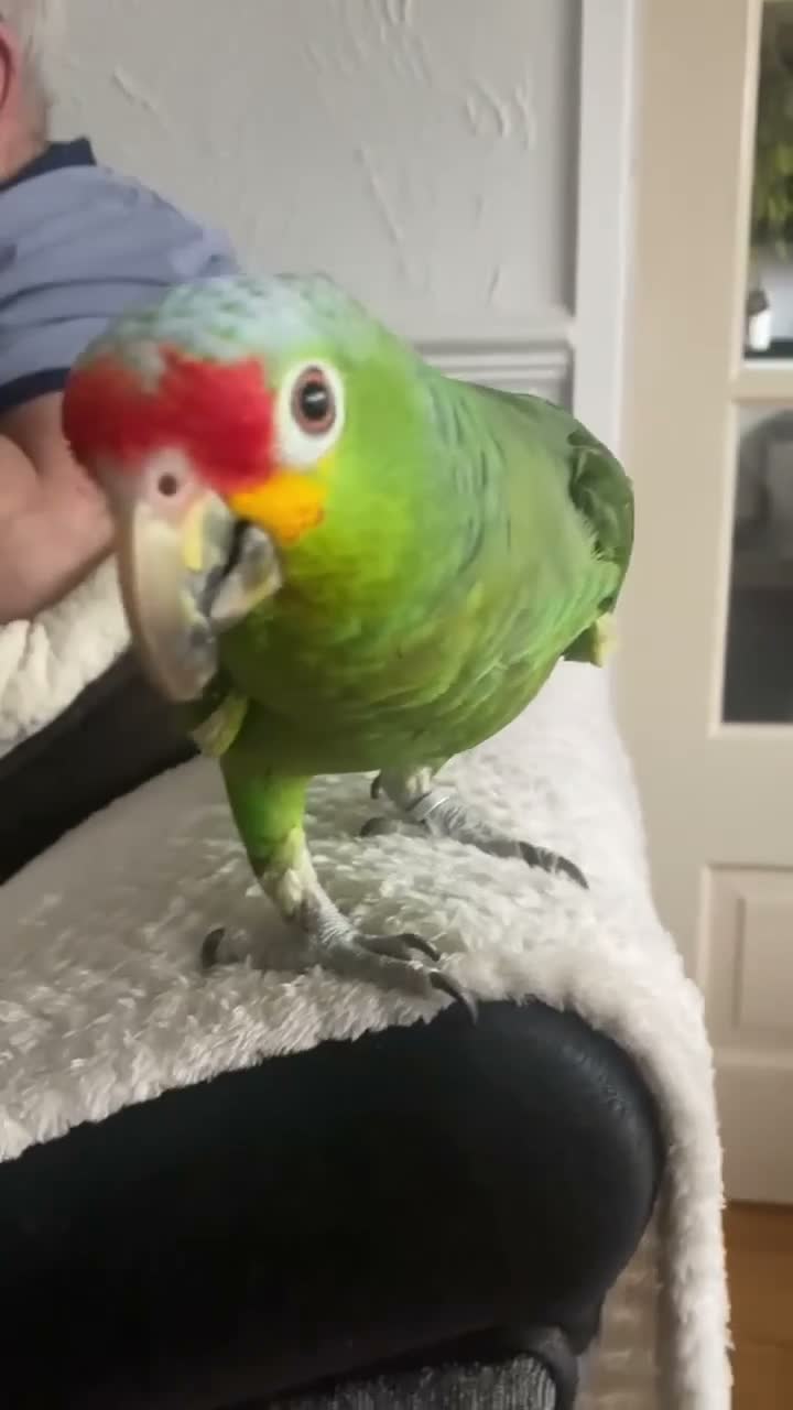 Parrots birds for sale: 2 Amazon Red Lored - Video 1