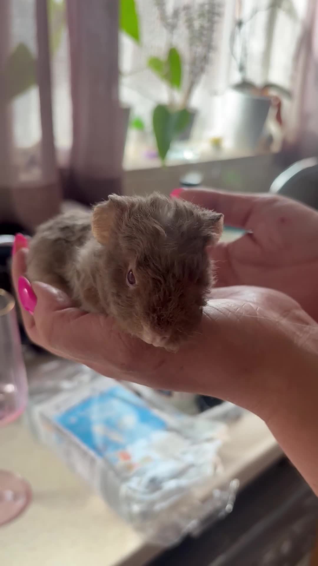 Guinea Pig rodents for sale: 2 baby males and a young boar - Video 2