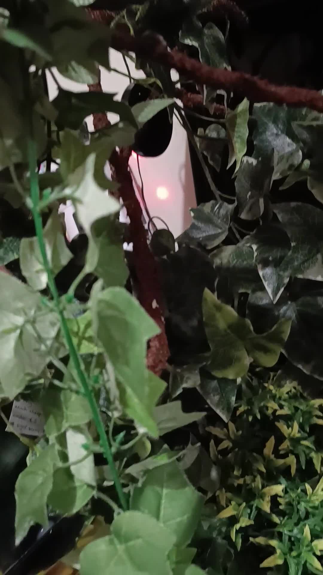Gecko reptiles for sale: Cr sted Gecko high-end female - Video 1