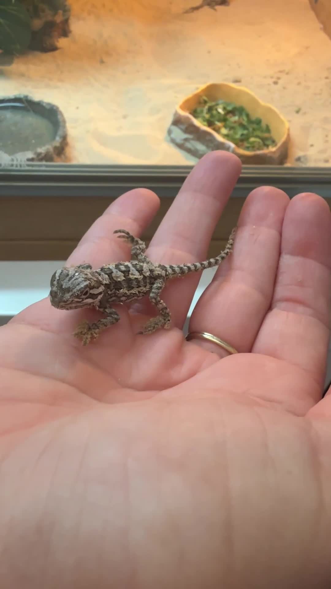 Dragon reptiles for sale: Baby Rankin dragons for sale - Video 1