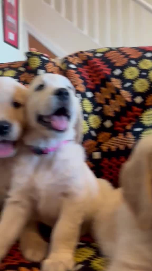 Golden Retriever dogs for sale: Gorgeous Golden Retriever Puppies  - Video 3