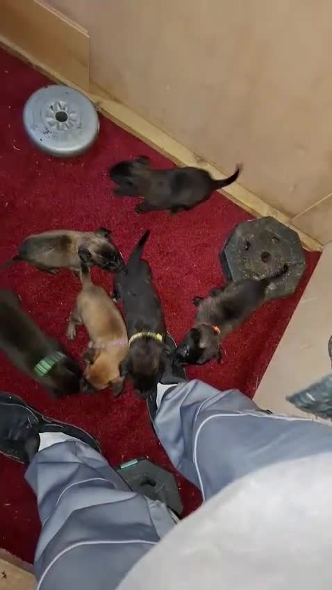 Mixed Breed dogs for sale: Dutch Malinois Puppies- Ready 13/12/2025 - Video 1