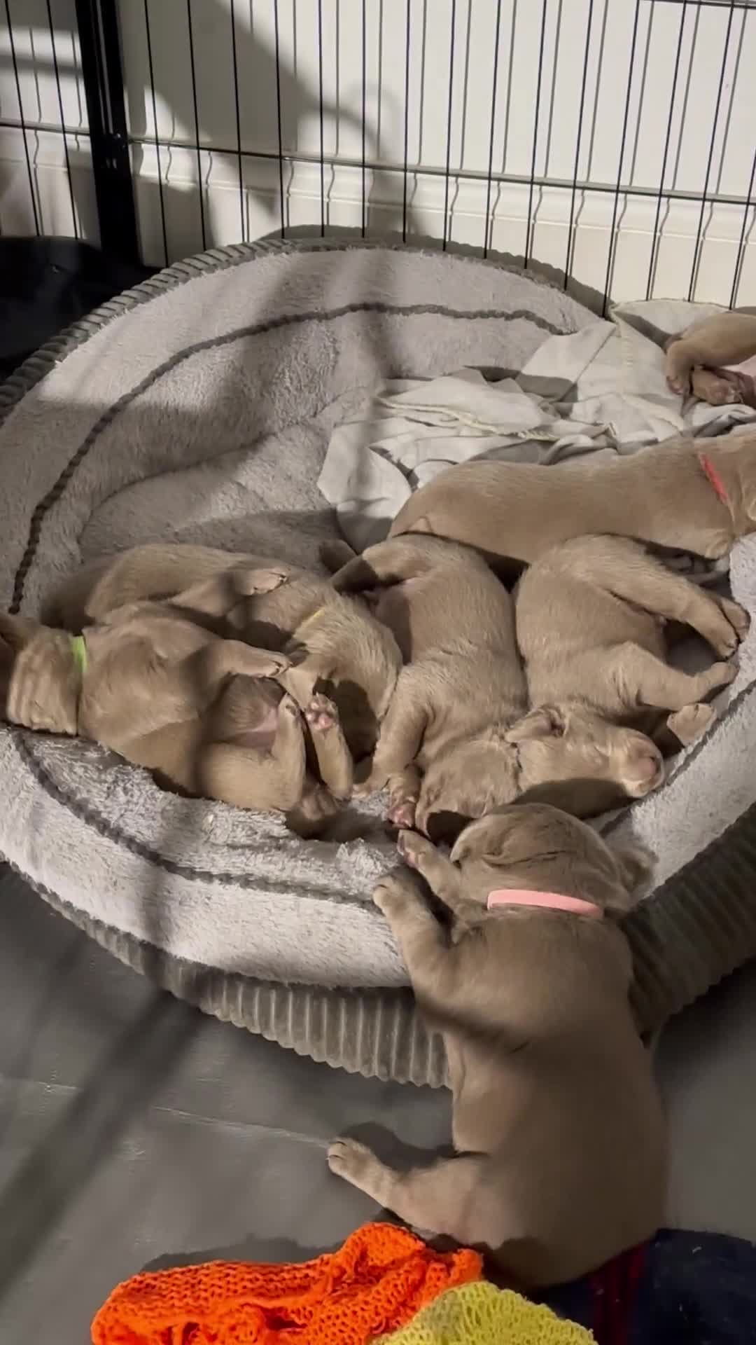 Labrador Retriever dogs for sale: 5 silver Labrador boys, Hackney - Video 2