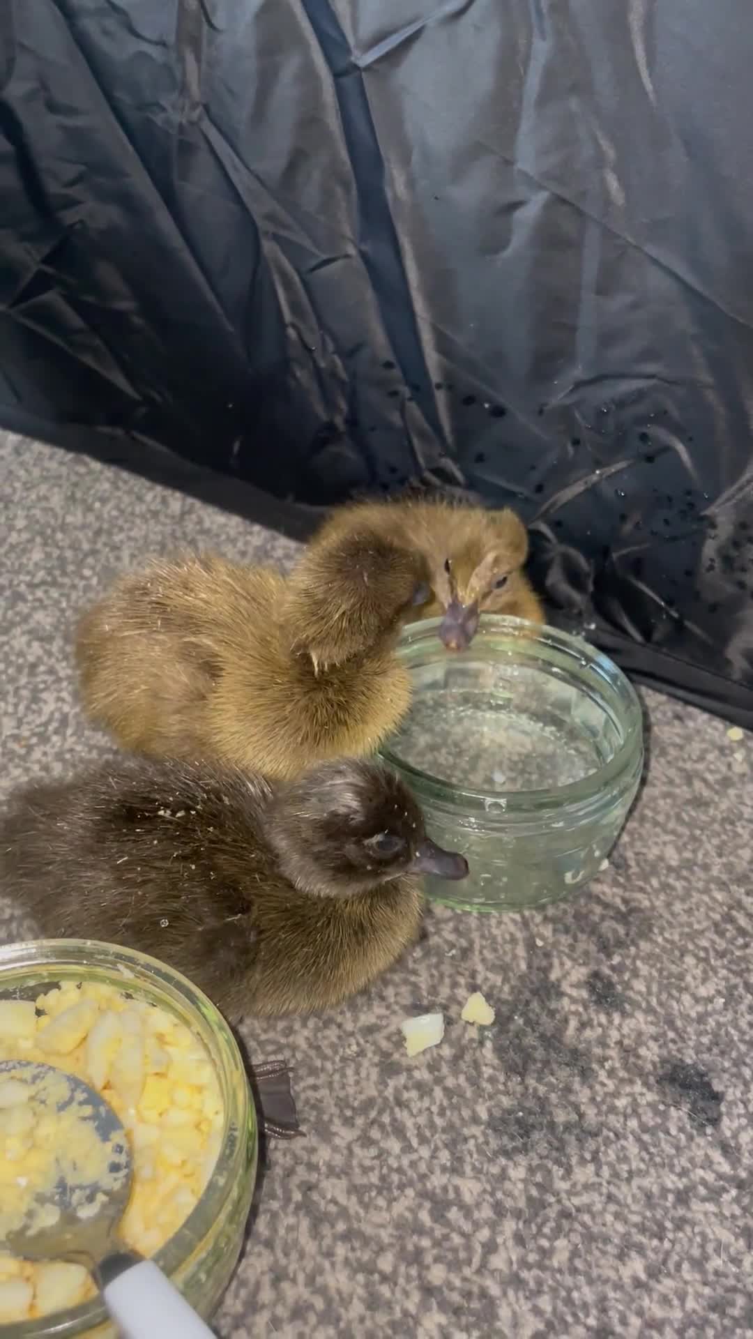 Ducks poultry for sale: Khaki Campbell ducklings  - Video 1