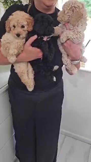 Mixed Breed dogs for sale: 🐾✨ Beautiful F2 Cockapoo Puppies Ready £995 ✨🐾  - Video 1