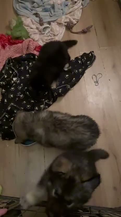 Mixed Breed dogs for sale: 3 BOYS LEFT Alaskan malamute x German shepherd  - Video 2