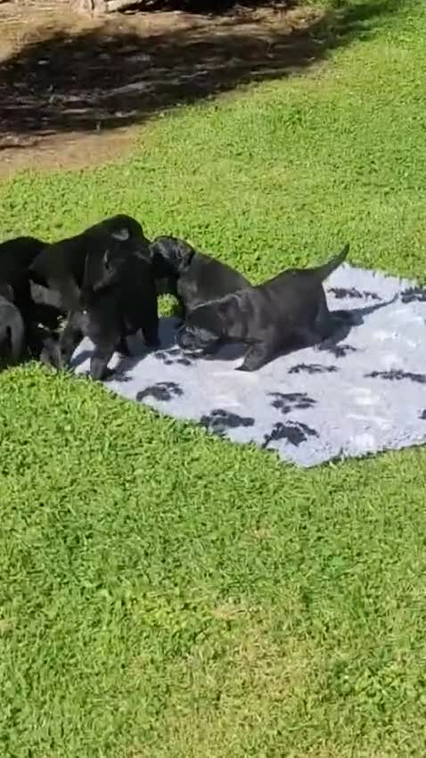 Labrador Retriever dogs for sale: Stunning Black Labrador Puppies - Video 1