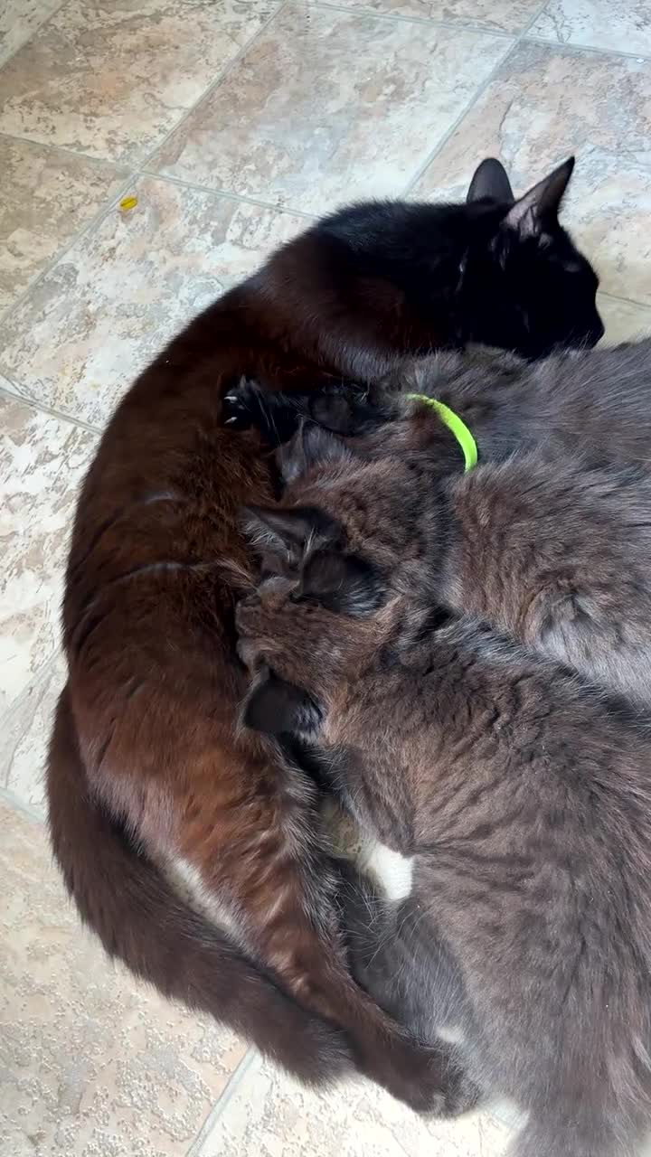 Bombay cats for sale: One short haired Tabby💜 Three Fluff males🩵 - Video 1