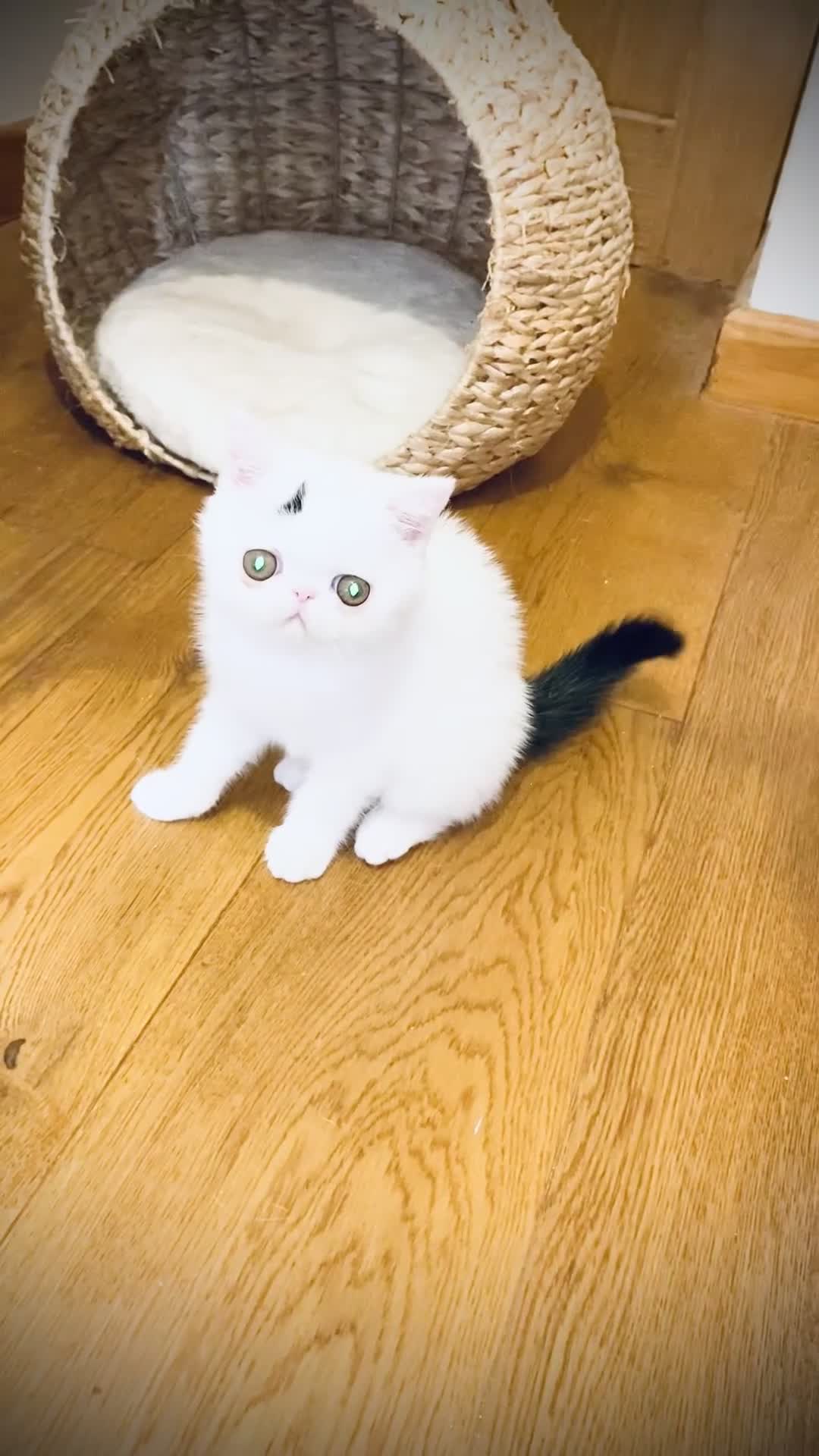 Exotic cats for sale: 🏆PREMIUM QUALITY KITTENS🏆BOOKED! - Video 3