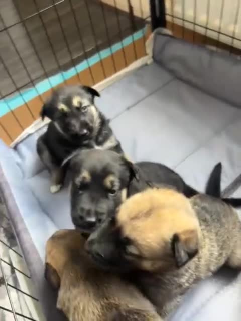 Shepsky dogs for sale: Shepsky - Video 1