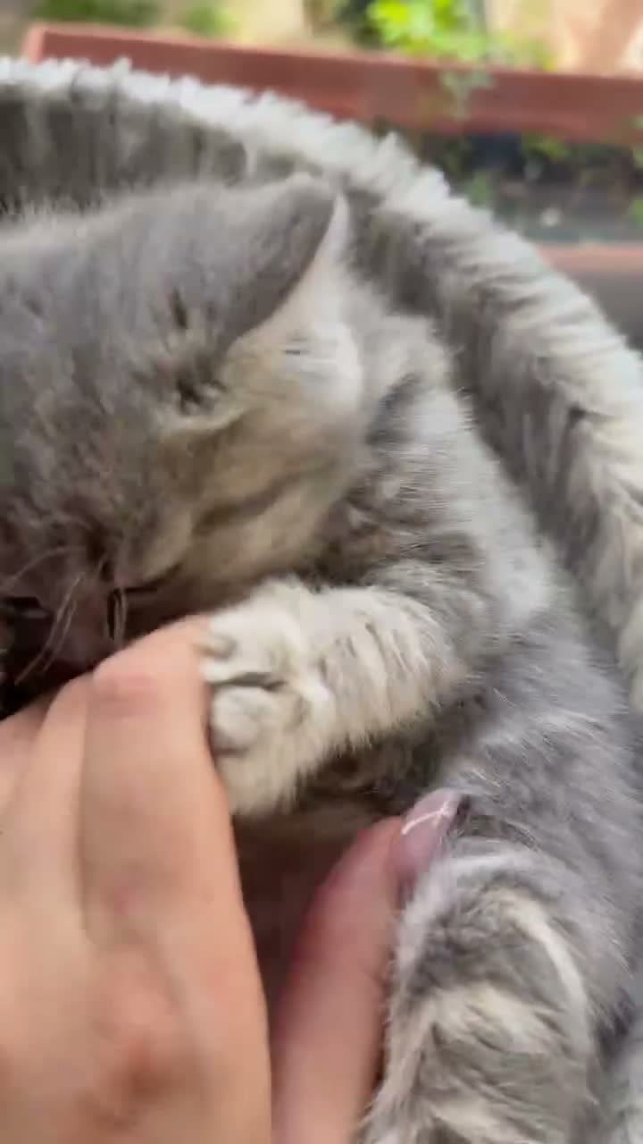 British Shorthair cats for sale: British Shorthair Kittens  - Video 2