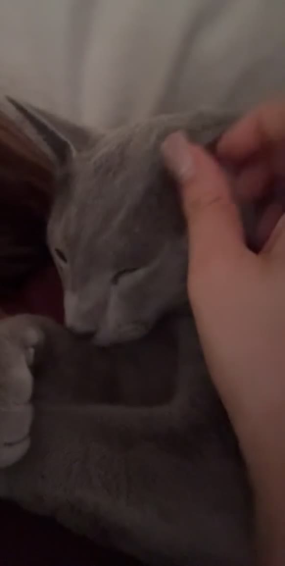 Russian Blue cats for sale: Bonded Pair of 1-Year-Old Male Russian Blue Cats - Video 1